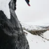 バートン ブロッサム キャンバースノーボード